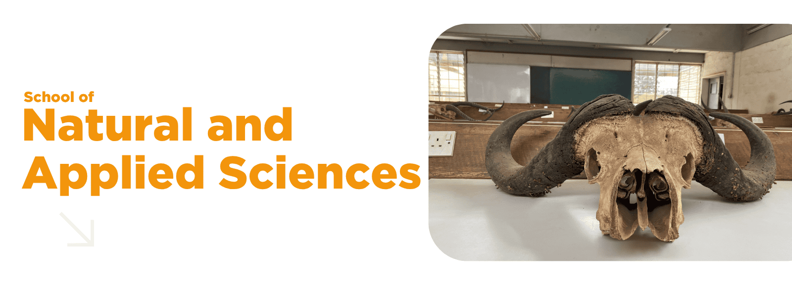 School of Natural and Applied Sciences