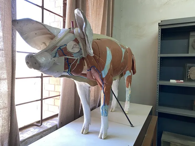 Animal Scienes Animal Scienes
