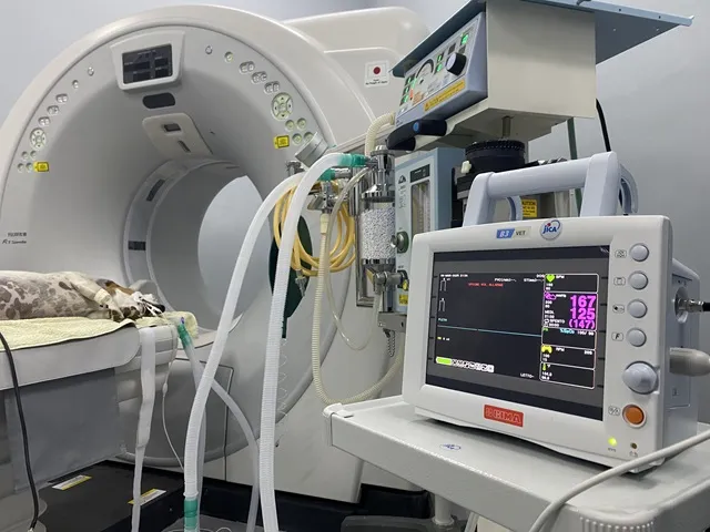 A photo of a dog in an MRI machine