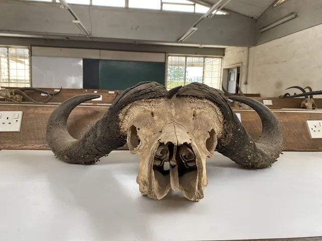Animal anatomy in the school of Natural Sciences
