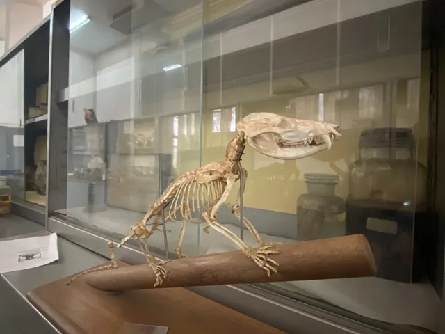 Museum artefacts